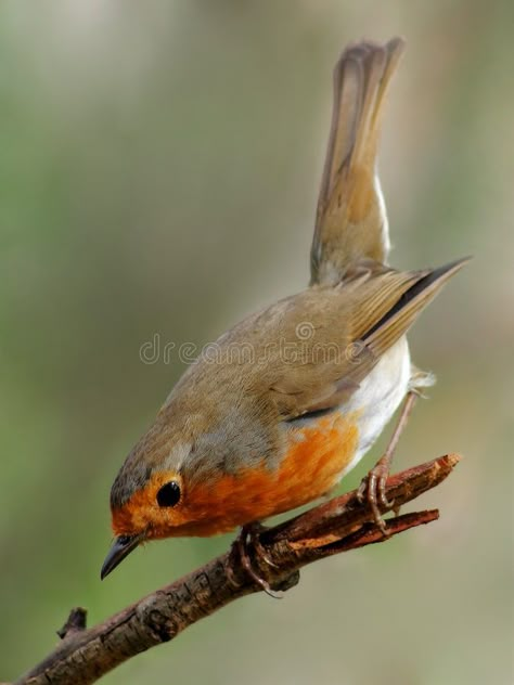 Robin bird. Robin, beautyful bird with reddish-orange face and breast, getting r , #Ad, #beautyful, #reddish, #Robin, #bird, #breast #ad Robin Drawing, Opm Manga, Let's Make Art, Robin Bird, Bird Pictures, Bird Drawings, Bird Photo, Colorful Birds, Bird Garden