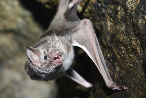 They get a bad rap as rabies-infested pests, but bats are some of the most fascinating and ecologically indispensable animals on Earth. Bat Facts, Vampire Bats, Sleeping Animals, Vampire Bat, Sharp Teeth, Creatures Of The Night, True Blood, Weird Animals, Primates