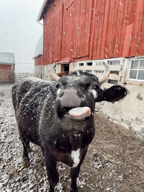 Winter Cow Wallpaper, Western Winter Wallpaper, Winter On The Farm, Winter Farm Aesthetic, Christmas Cow Wallpaper, Cows In Snow, Cow Pfp, Cows And Horses, Cow Background