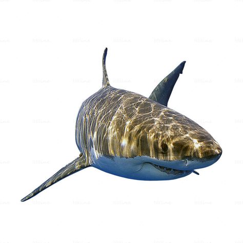 Shark Carrd Png, Transparent Shark Png, Underwater App Icons, Shark Icons For Apps, Aquarium Widget, Shark Phone Theme, Shark App Icon, Shark Png, Ocean Iphone