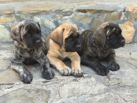 Brindle Mastiff, American Mastiff, Bull Mastiff Puppies, Mastiff Puppies For Sale, English Mastiff Dog, English Mastiff Puppies, Cane Corso Mastiff, Vision Bored, Cane Corso Puppies