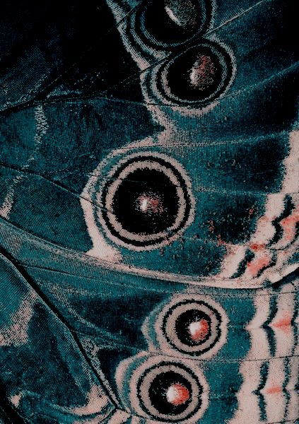 Moth Art Wallpaper, Butterfly Wings Close Up, Bug Texture, Butterfly Wing Pattern, Butterfly Texture, Moth Wallpaper, Butterfly Wings Pattern, Moth Wings, Beautiful Bugs