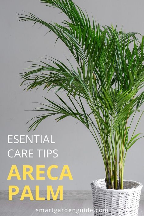 Care For Palm Trees House Plants, How To Care For A Palm Plant, How To Care For Palm Plants Indoors, House Palm Tree Plants, Indoor Palm Plants Living Rooms, Palm Tree House Plant, Palm Tree Care Indoor, Areca Palm Indoor Living Rooms, Palm Care Indoor