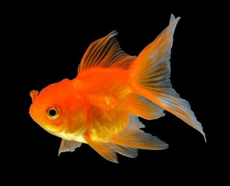 Fish Reference, Gold Fish, Goldfish, Premium Photo, Fish, Orange, Water, Gold, Black