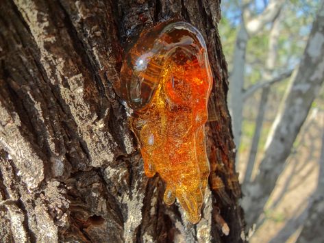 What Is Tree Sap and Why Do Trees Produce it? | The Tree Center™ Remove Tree Sap, Mesquite Tree, Bark Beetle, Amber Tree, Tree Sap, Coconut Candle, Amber Resin, Earthy Brown, Blue Amber