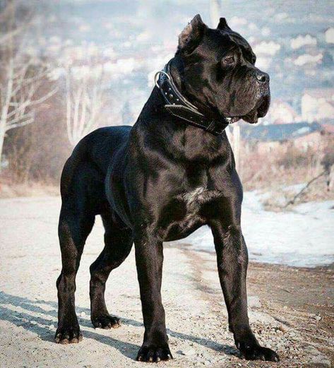 From ' Cane Corso Lovers ' Black Cane Corso, Chien Cane Corso, Cane Corso Italian Mastiff, Cane Corso Mastiff, Dog Training Books, Cane Corso Puppies, Cane Corso Dog, Corso Dog, Tibetan Mastiff