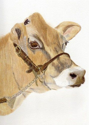 Jersey Cow Gift Cards - Set of 4 | BlackCatStudioArt - Cards on ArtFire Jersey Cow, Cow Gifts, Cow Calf, Cow Art, Cow Bell, Closer To Nature, Pencil Illustration, Crafts Supplies, Sell Handmade