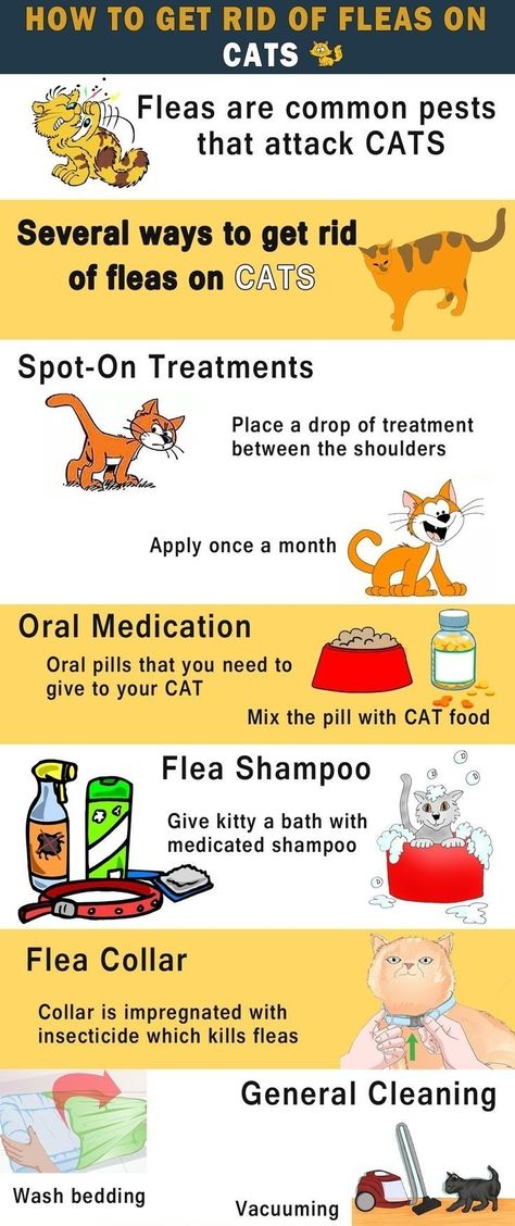 Homemade Flea Killer, Fleas On Kittens, Fleas On Cats, Cat Images Hd, Pet Care Printables, Animal Shelter Ideas, Cats Cuddling, Cat Questions, Pet Planner