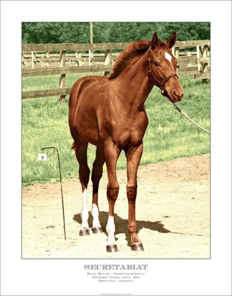 Secretariat Movie, Secretariat Horse Pictures, Secretariat Horse, Thoroughbred Horse Photography, Sooty Chestnut Horse, The Great Race, Gorgeous Horses, Famous Horses, Race Horses Thoroughbred