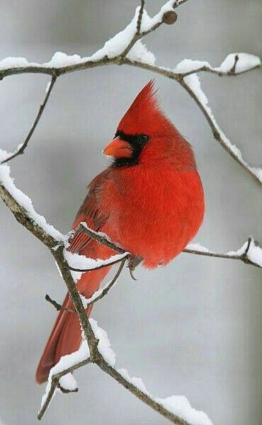 Pretty Bird Cardinal, Forest Birds, Hummingbirds Photography, Favorite Paintings, Winter Birds, Christmas Cardinals, Bird Photos, Real Friendship, Winter Bird