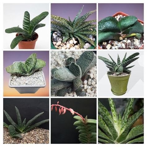 12 Gasteria Succulent Types with Names and Pictures Types Of Succulents With Pictures, Gasteria Succulents, Provinces Of South Africa, Black Teeth, Small Succulent Plants, Small Shrubs, Types Of Succulents, Easy Care Plants, Eastern Cape