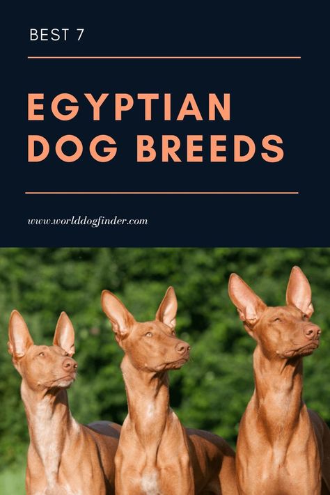 Some of the oldest dog breeds in the world come from Egypt. Ancient Egypt is considered the cradle of civilization, and some historians believe it was the Egyptians that initially domesticated dogs. Egyptian dog breeds are lean, muscular, and adapted for warm climates. These dogs are not well-suited for cold climates because they don’t have thick coats to protect them. If you love the Egyptian culture, you will love these Egyptian dog breeds. #dogbreeds #EgyptianDogBreeds Egyptian Dog God, Egyptian Dog, Created For A Purpose, Ancient Dogs, Tiny Chihuahua, Ancient Dog Breeds, Company Check, Egypt Ancient, Cradle Of Civilization