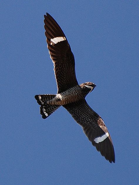 night hawk - Google Search, Spotted  June 2013 Screeching above Superior. Common Nighthawk, Hawk Wings, Night Hawk, Birds Photography Nature, World Birds, Life List, Kinds Of Birds, Southern Africa, Birds Of Prey