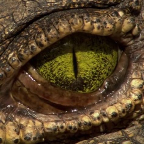 @thedarksideofnature on Instagram: “Crocodile Tears 📷:@smithsonian_channel Sight is one of a crocodile's most important senses In order to protect and clean their eyes, they…” Crocodile Photography, Crocodile Aesthetic, Reptile Eyes, Crocodile Teeth, Twst Oc, Crocodile Eyes, Creatures Of The Deep, Reptile Eye, Peter And The Starcatcher