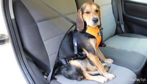 Cars Crash, Dog Seatbelt, Dog Car Travel, Dog Car Harness, Dog Car Safety, Car Harness, Dog Harnesses, Dog Car Seats, Wet Dog Food