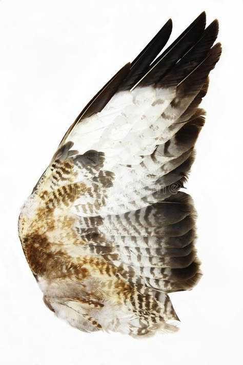 Hawk Wing. A close up of the outspread wing of a red tail hawk showing feather d , #Sponsored, #outspread, #wing, #red, #Hawk, #Wing #ad Red Wine Drinks, Hawk Wings, Red Tail Hawk, Hawk Feathers, Hawk Tattoo, Winged People, Sweet Red Wines, Animal Art Projects, Wine Photography