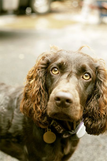 Boykin Spaniel Dog Breed Picture Best Medium Sized Dogs, Dogs For Families, Medium Sized Dogs Breeds, Hunting Dogs Breeds, Welsh Springer Spaniel, Brown Dogs, Boykin Spaniel, Spaniel Breeds, American Dog