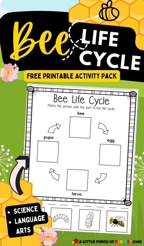 Bee Life Cycle Activity Pack: FREE printable worksheets for home or school #preschool #kindergarten #kidsactivity Life Cycle Of Bee Preschool, Bees For Kindergarten, Life Cycle Of A Bee, Bee Life Cycle Craft, Life Cycle Of A Bee Free Printable, Bee Lifecycle, Bee Unit Preschool, Bee Worksheets Free Printable, All About Bees