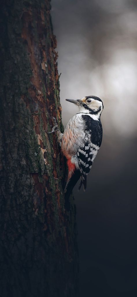 Beautiful Bird Wallpaper, Birds Wallpaper Hd, Wildlife Wallpaper, Acoustic Guitar Photography, Wild Photography, Forest Spirit, Islamic Artwork, Bird Wallpaper, Galaxy Phone Wallpaper