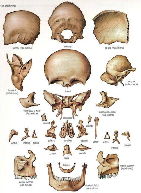 Huesos del cráneo Radiology Student, Skull Anatomy, Anatomy Bones, Studying Medicine, Dental Anatomy, Medicine Studies, Basic Anatomy And Physiology, Medical Student Study, Human Body Anatomy