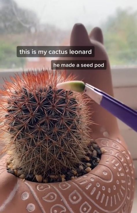 Propagate Cactus, Propagating Cactus, Cactus Seeds, Plant Journal, Seed Pod, Crassula Ovata, Indoor Jungle, Seed Pods, Anti Social