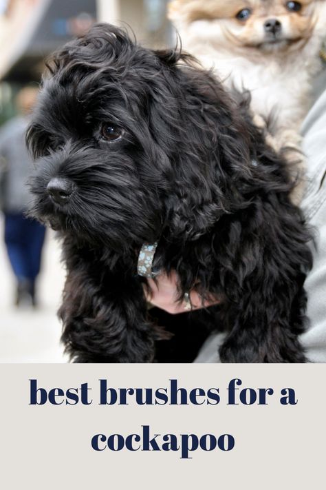 With all of the grooming that these dogs need, taking them to the groomer’s every week can become quite costly. However, with the right tools and a bit of pooch know-how, any pet owner can easily groom their dogs and keep them in perfect condition year-round! In today’s article, we’re going to be reviewing some of the top-selling dog brushes on the market for a Cockapoos’ unique fur type. For your convenience, we’ve also categorized them to make your buying decision easier. #Cockapoo #Poodle Cockapoo Grooming Styles, Poochon Dog Grooming Styles, How To Groom A Cockapoo, Cockapoo Summer Haircut, Cockapoo Grooming, Dog Grooming Combs, Cockapoo Black And Tan, Grooming Style, Love Doodles