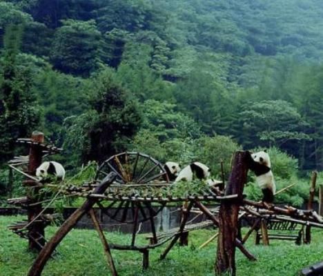 Cheng Du, China.  The Panda Reserve is so cute! Sichuan China, China Culture, Giant Panda, Chengdu, China Travel, Future Travel, Nature Reserve, Capital City, Travel Bucket List