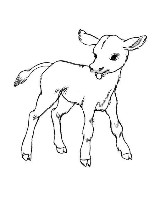 Cow Coloring page | Cute baby calf Cow Sketch, Cow Coloring Pages, Cow Drawing, Cow Colour, Animal Action, Animal Templates, Farm Animal Coloring Pages, Baby Cows, Cow Art