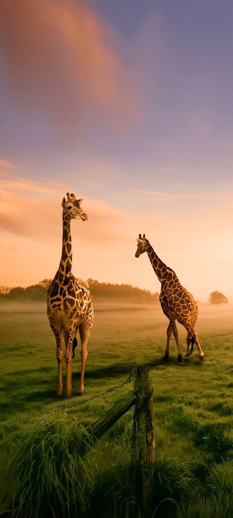 Vivo X50 Pro Wallpaper Vivo Wallpaper Hd Cute, Wild Life Wallpaper, Vivo Wallpaper, Giraffe Wallpaper, Animals On Land, Fizzy Moon, Marble Wallpaper Phone, Whimsical Wallpaper, Animal Wallpapers