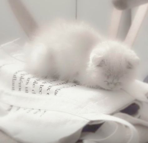 Aesthetic Cat, Kittens, White