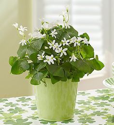 Shamrock Plant, Clover Plant, Green Grapes, Fresh Cut Flowers, Client Gifts, Send Flowers, Flowers Online, Durban, Plant Gifts