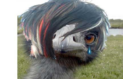 Emo Emu Emu, Your Head