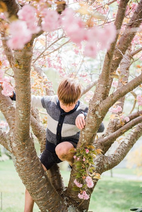 #Boy #Climbing A #Tree With #Pink #Blossoms | #StocksyUnited #child #childhood #stock #stocksyunited #stocksy #spring Climb A Tree, Kids Climbing, Figure Reference, Martial Arts Girl, Anime Child, Pink Blossom, Kids Pictures, Climbing, Pose Reference