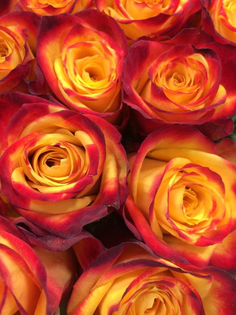 Deep orange Orange Aesthetic, Orange Roses, Coral Orange, Red And Yellow, Happy Colors, Shades Of Orange, Henri Matisse, Color Collection, Orange Flowers