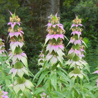 Spotted Bee Balm Monarda punctata - up to 2ft high. 100 Seeds Spotted Bee Balm, Pot Flowers, Plant Zones, Planting Pot, Rare Seeds, Heirloom Vegetables, Bee Balm, Bumble Bees, Unusual Flowers