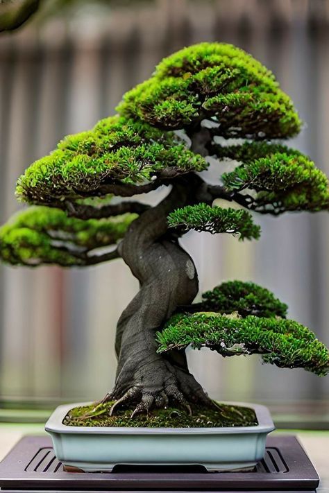 Jade Plant Bonsai, Bougainvillea Bonsai, Bonsai Making, Chinese Plants, Japanese Bonsai Tree, Bonsai Forest, Majestic Tree, Pre Bonsai, Bonsai Tree Types