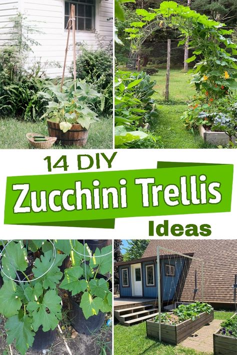 Trailing veggies need good support to do well. Here are some easy to make Zucchini Trellis Ideas that will help you to grow them easily! Zucchini Garden Ideas, Garden Tomato Trellis Ideas, Diy Raised Garden Bed Trellis, Veggie Trellis Ideas, Planting Zucchini Vertically, Zucchini Arch Trellis, Zucchini Garden Vertical Trellis Ideas, Climbing Garden Vegetables, Zucchini Garden Trellis