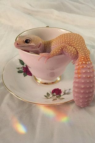 Lizard Aesthetic, Cute Leopard Gecko, Cute Reptiles, Cute Leopard, Leopard Gecko, Aesthetic Ideas, Photo Edited, Lizards, Gecko