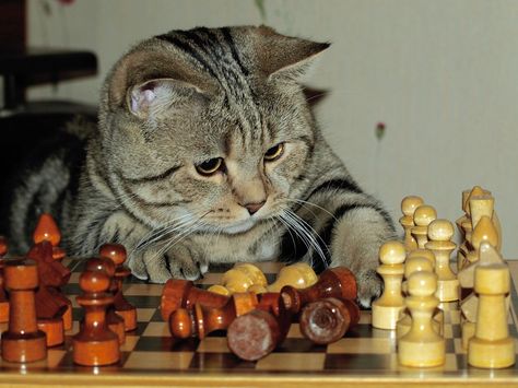 Cat Playing Chess Cat Funnies, Chess Quotes, Chess Tactics, Animal Themed Jewelry, Silly Dogs, Carl Sagan, Funny Cat Memes, Cat Playing, Grumpy Cat