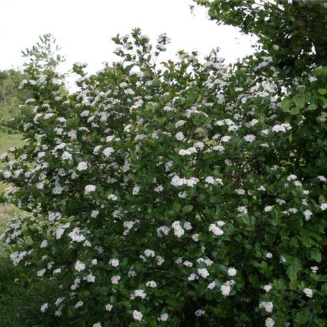 Aronia melanocarpa Black Chokeberry, Aronia Melanocarpa, Hamptons House, East Tennessee, Diy Landscaping, The Hamptons, Sofia, Cottage, Home And Garden