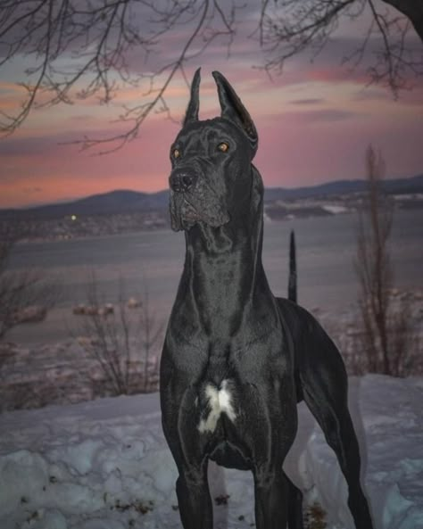 Great Dane (@greatdane.moll) • Fotky a videa na Instagramu Black Great Dane Aesthetic, Great Dane Aesthetic, Great Dane Tattoo, Puppy Great Dane, Black Great Dane Puppy, Great Dane Colors, Black Great Dane, Black Great Danes, Tattoo Animal