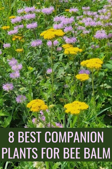 Lemon Balm Companion Planting, Scarlet Bee Balm, Bee Balm Plant Perennials, Bee Balm Plant, Bee Balm Flower, Pollinator Garden Design, Medicine Garden, Pollinator Plants, Front Garden Design