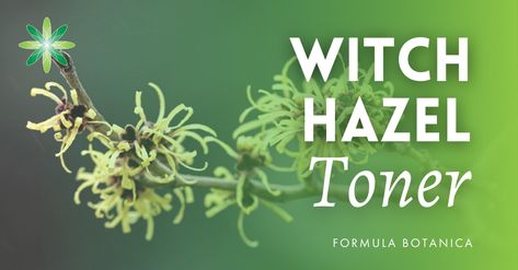 How to Make a Witch Hazel Toner - Formula Botanica How To Steam Face, Drying Fresh Herbs, Face Steaming, Making Cosmetics, Witch Hazel Toner, Mandarin Essential Oil, Neroli Essential Oil, Essential Oil Safety, Body Butters Recipe