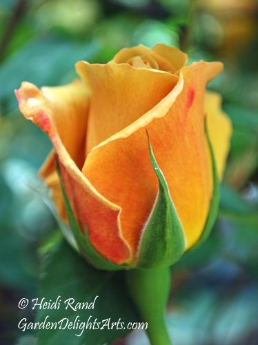 Butterscotch Rose, Haven Tattoo, Drawings Of Roses, Rose Reference, Old Roses, Roses Garden, Love Roses, Beauty Of Flowers, Rose Bush