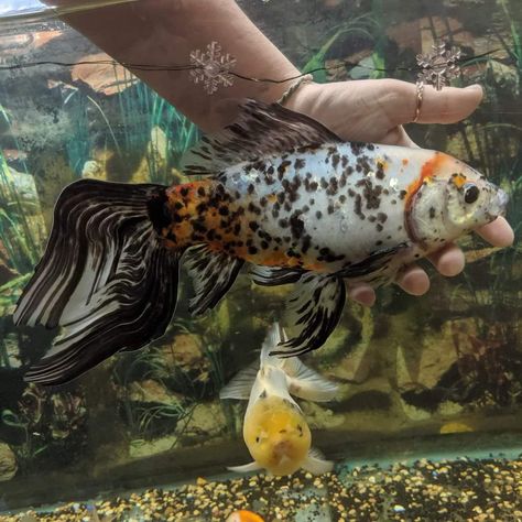 Shubunkin Goldfish, Pond Fish, Aquarium Ideas, Freshwater Fish, Cute Pets, Carp, Goldfish, Koi, Fish Pet