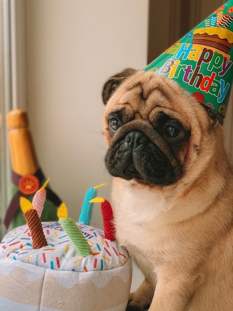 Lovely pug with cake @my_pug_venya Happy Birthday Dog Lover, Happy Birthday Pug, Birthday Pug, Pug Birthday, Birthday Animals, Happy Birthday Drawings, Pug Illustration, Happy Birthday Art, Dog Birthday Party