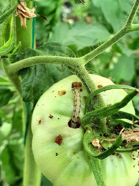 15 Common Tomato Pests and How to Control Them Leaf Footed Bug, Watering Tomatoes, Flea Beetles, Hobby Farming, Diy Compost, Tomato Farming, Bacterial Diseases, Gardening Vegetables, Plant Diseases