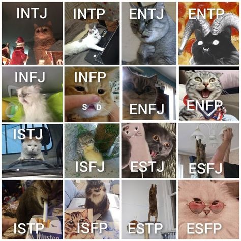 16 Personality Types, The 16 Personality Types, Intj Intp, Myers Briggs Type, 16 Personalities, Personality Type, Personality Test, Intp, Intj