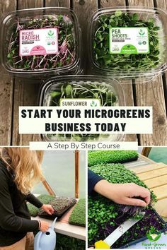 Microgreen Business, Microgreens Business, How To Grow Microgreens, Microgreens Garden, Grow Microgreens, Growing Sprouts, Growing Garden, Micro Greens, Food Gardening