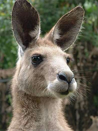 Australian Mammals, Australian Fauna, Red Kangaroo, Australia Animals, Australian Wildlife, Australian Animals, Wild Dogs, Silly Animals, Animal Faces